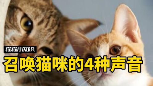 召唤猫咪的4种声音，最后一个很难有猫忍得住吧？