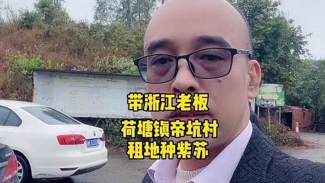 紫苏定单即将结束,仅有600多亩可以发外地,各位老板抓紧时间,过年马上有钱#中药材 #药用紫苏种植