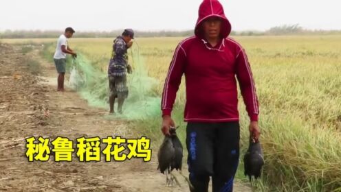 秘鲁农村小伙用网捕捉稻花鸡，一块稻田捉到18只，真过瘾！#户外_高清1080P在线观看平台_腾讯视频