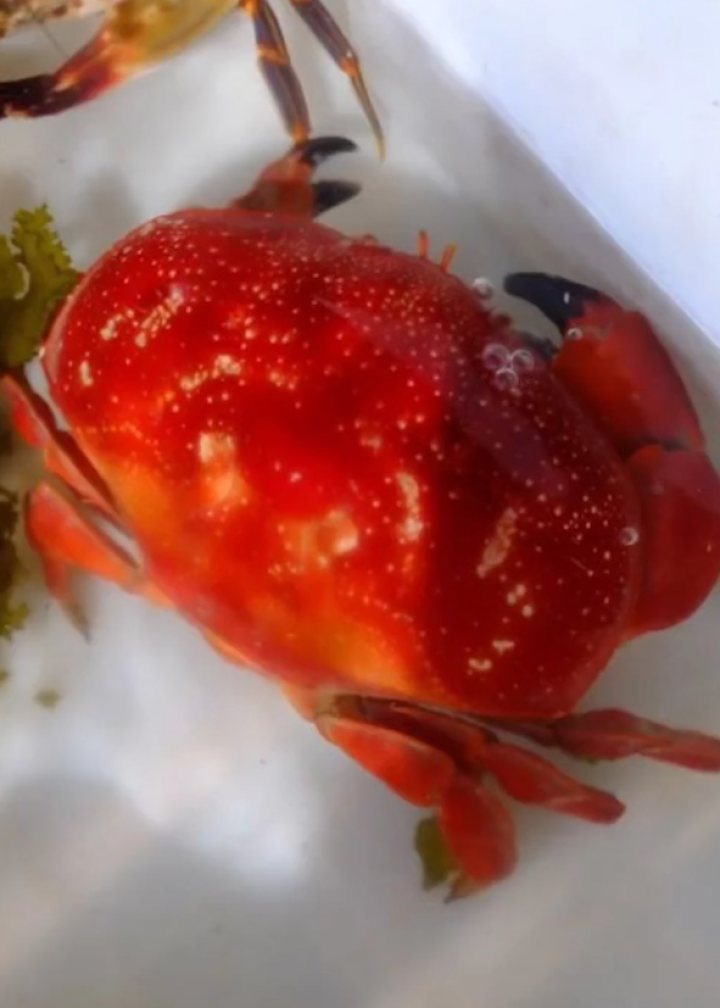 海南文昌一市场售卖正直爱洁蟹,当地市监所称将调查