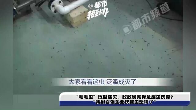 “毛毛虫”泛滥成灾,敌敌畏就像是给虫洗澡?“我们百强企业快被虫整垮了”