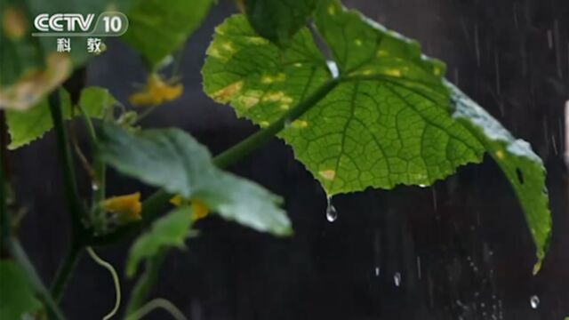 泰宁位于闽西北山区,也是属于暴雨中心点,雨量比较充沛