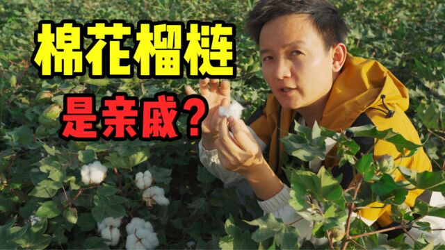 【水果猎人】榴梿和棉花是亲戚这个事情你还不知道吗?!