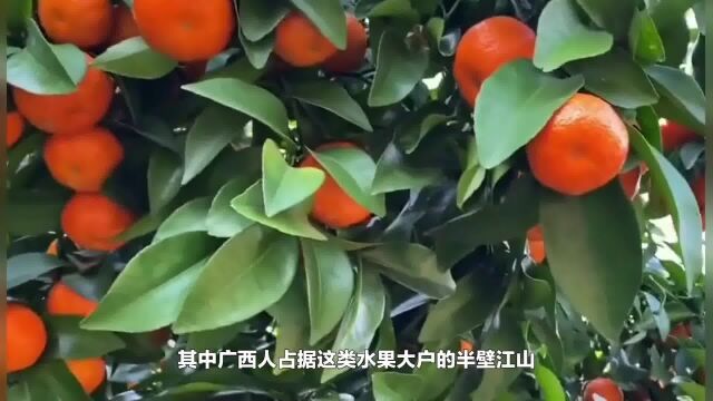 种植砂糖桔有什么讲究?“三肥三避“要注意,你学会了吗?