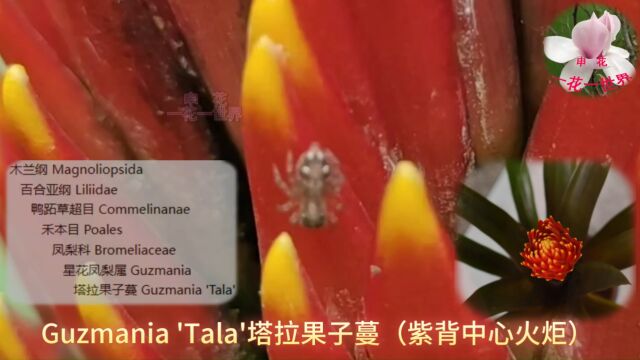 Guzmania 'Tala'塔拉果子蔓(紫背中心火炬)