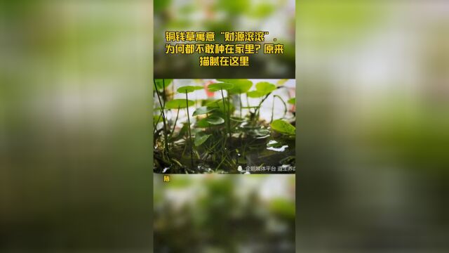 铜钱草寓意“财源滚滚”,为何都不敢种在家里?原来猫腻在这里