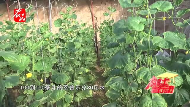 【农博士】黄瓜弯瓜缓解措施2 灌根养根