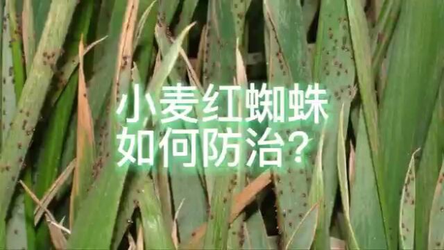 小麦红蜘蛛如何防治?