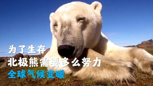 全球气候变暖，为了生存的北极熊，究竟有多么努力，被感动到了！