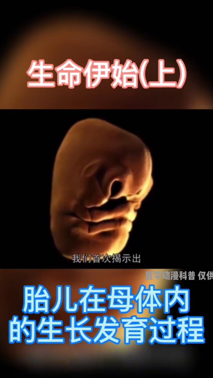 生命伊始:胎儿在母体的发育过程_高清1080P在线观看平台_腾讯视频