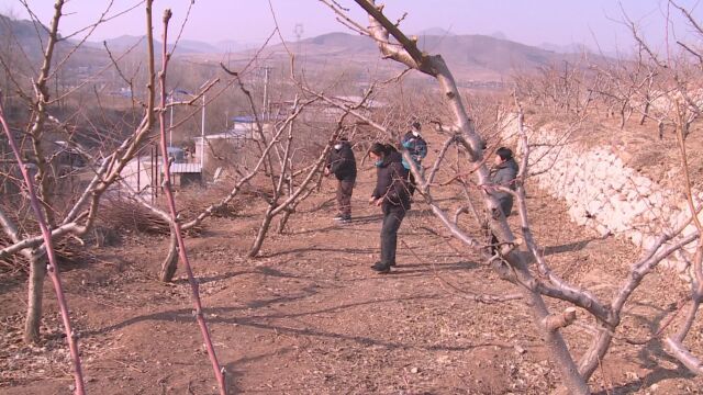 南票微视频前富隆山满族村:桃园剪枝促丰收~1