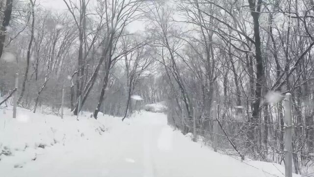 【中省媒体看江城】护林员魏树伟:一片丹心护青山