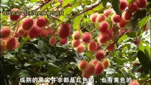 红毛丹树长什么样子?现代农业:红毛丹的种植与收获