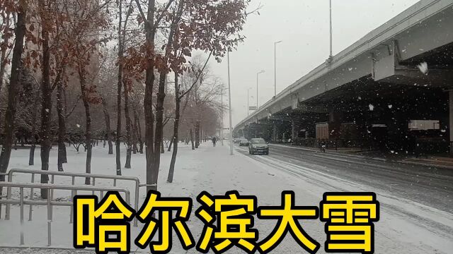 哈尔滨早7点开始下雪下午4点晴天,雪还在下.