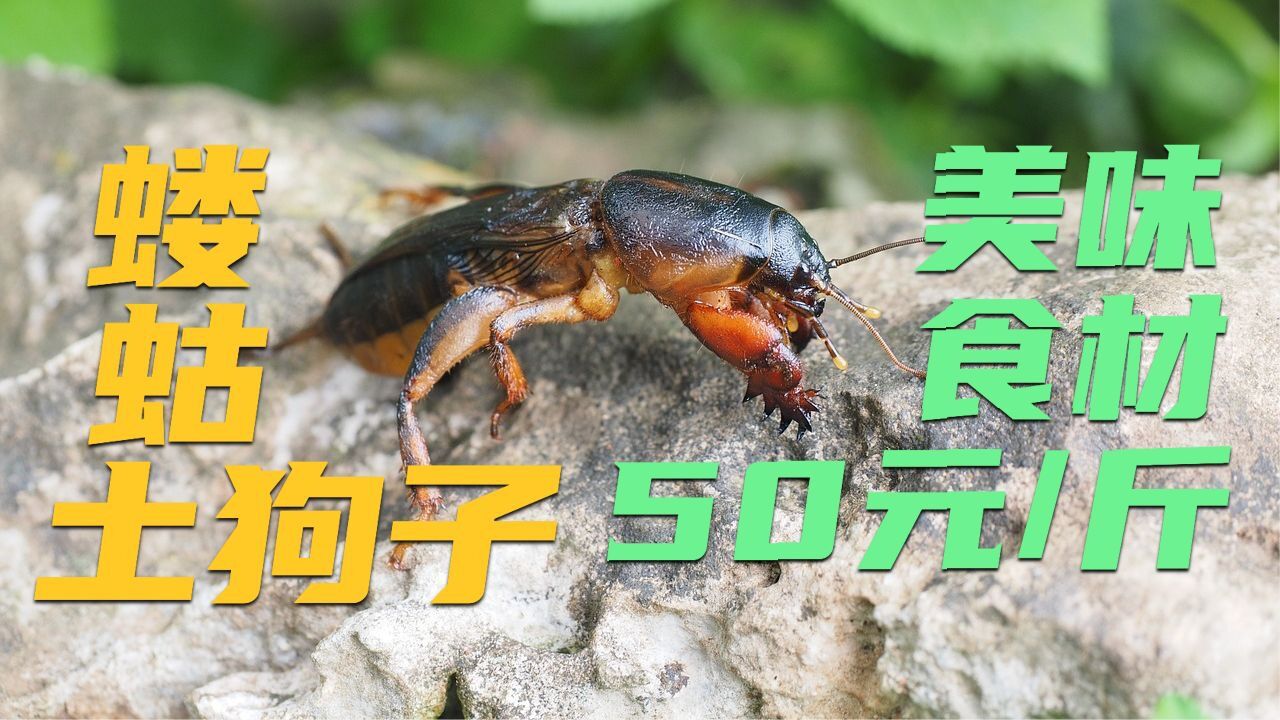 你还记得土狗子吗?农村田地里常见蝼蛄,却是美味好食材.