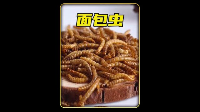 国内被当做动物饲料,韩国人却视作美食的面包虫,是怎么加工成美食的?