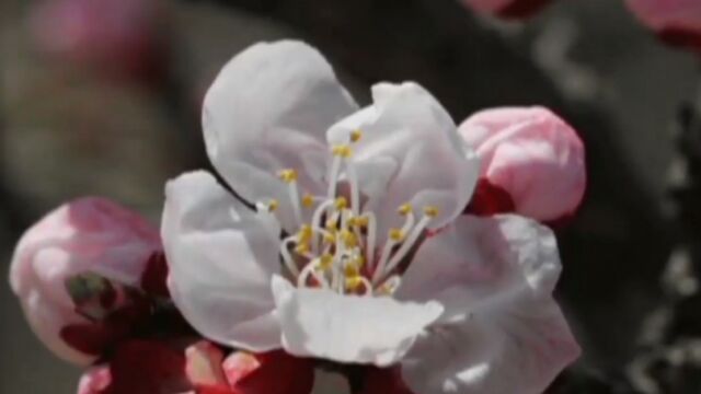 香山公园副园长袁长平讲述:最佳赏花攻略,快来做笔记