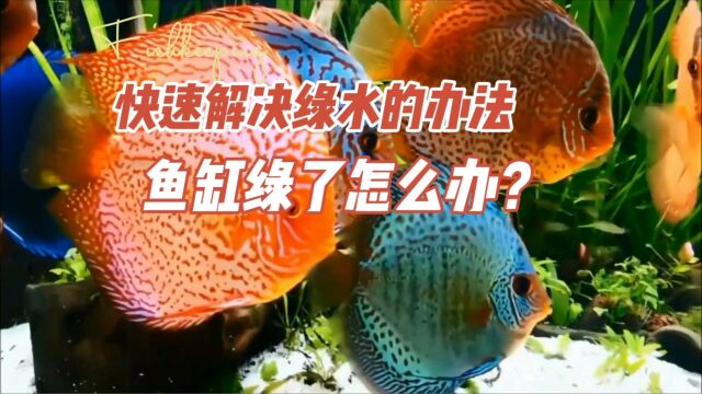 鱼缸水都绿了,养鱼快速解决绿水的方法:养鱼笔记第4季57集