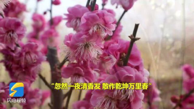 梅花飘香,万物复苏!滕州微山湖红荷湿地生机盎然