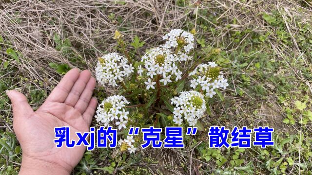 农村常见的植物,上辈老人称“散结草”用途强大,来了解下有帮助