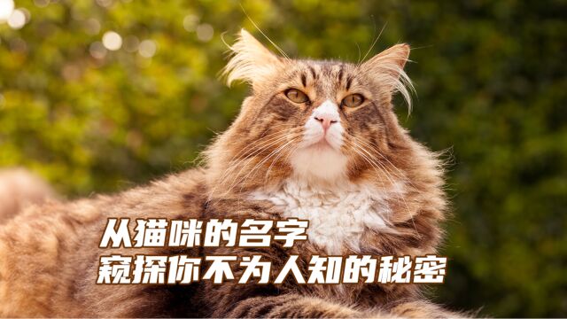 从猫咪的名字,窥探你不为人知的秘密