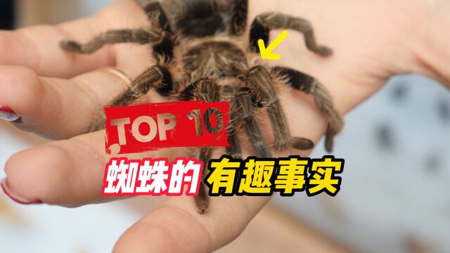 10大关于蜘蛛的有趣事实!它有1个功能,科学家至今无法复制