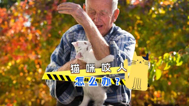 猫咪咬人怎么办?