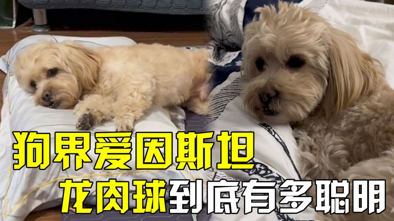 龙肉球:全网最聪明的狗狗,疯狂圈粉500万,它到底有多惹人喜爱