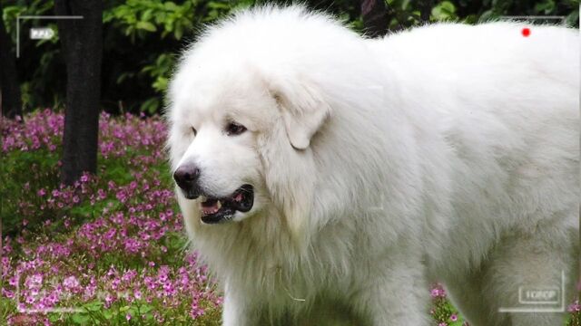 可爱与凶悍并存,犬界金刚芭比大白熊犬了解一下宠物恶势力宠物知识比利牛斯山犬