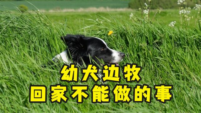 幼犬边牧刚到家的5大禁忌,别再对边牧做了