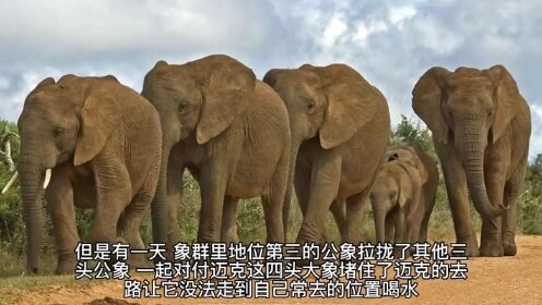 《大象的政治》动物界里也有黑手党