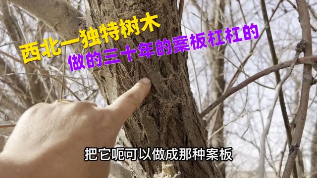 河西的沙枣冬春吃忒甜了,沙枣树木做的案板用了三十年还杠杠的