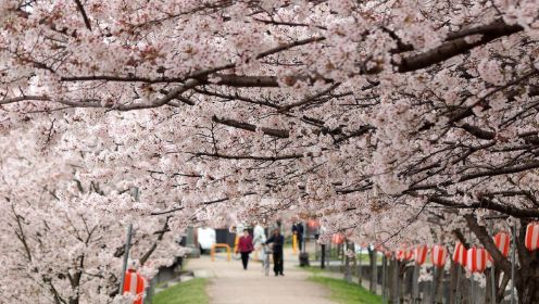 日本东京樱花盛开，时隔三年再办“花见会”