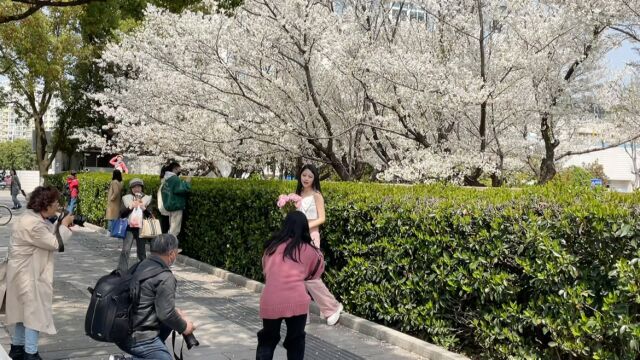 苏州滨河路地铁口樱花盛开了,吸引很多市民前来拍照打卡,成为了一个网红打卡圣地了!