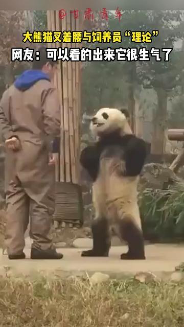 大熊猫叉腰表情包图片