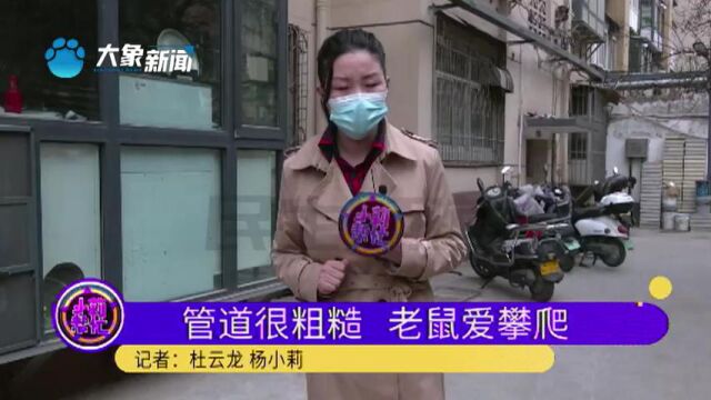 河南郑州:小区莫名闹起“鼠患”,房间变成老鼠窝,居民怀疑是楼体装修的问题