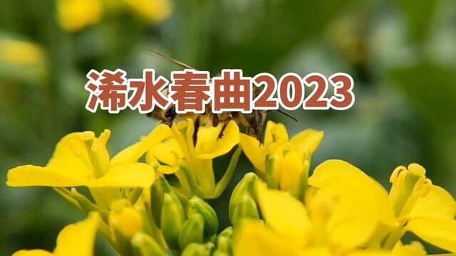 浠水春曲2023 #浠水 #寻访浠水 #曾欣摄影