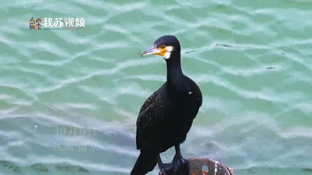 南京玄武湖第一批冬候鸟来了