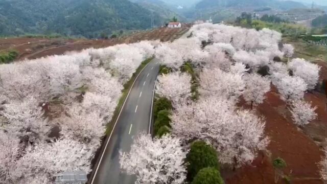 “樱”春而开、“樱”花而美、“樱”您而来,赴一场浪漫的“花”盛宴