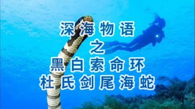 深海物语之杜氏剑尾海蛇