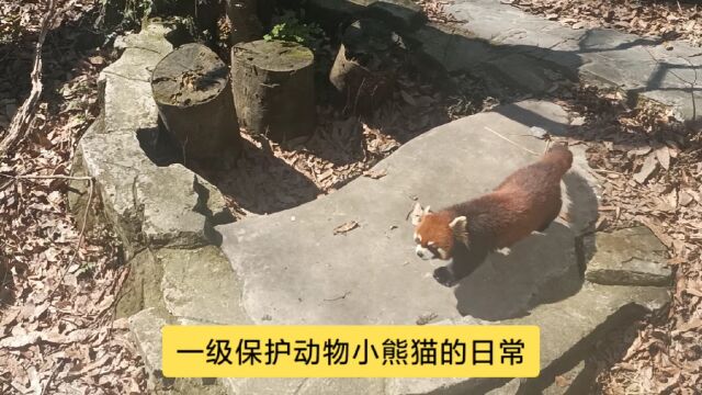 一级保护动物小熊猫的曰常