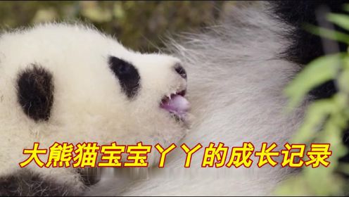 大熊猫宝宝丫丫的成长记录