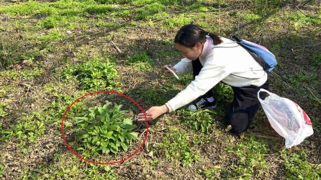 长相极丑的“蛤蟆草”,认识的人当宝,不认识的当草,你见过吗?