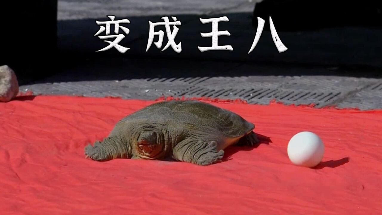 小贩卖菜常年缺斤少两,结果变成了王八,县令黑白不分成了王八蛋_高清1080P在线观看平台_腾讯视频