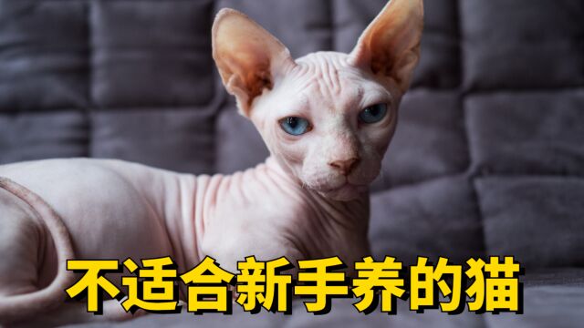 这几种猫,不适合新手养