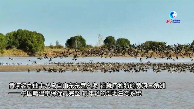 全球连线|黄河三角洲生物多样性日益提升