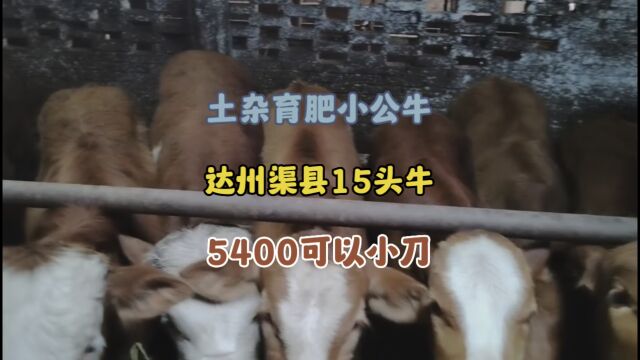 一分钱一分货,达州渠县这些低价位土杂小公牛,5400还可以小刀