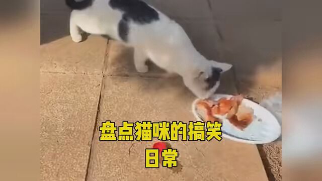 盘点猫咪的搞笑日常 #喵桑 #傻猫 #沙雕猫