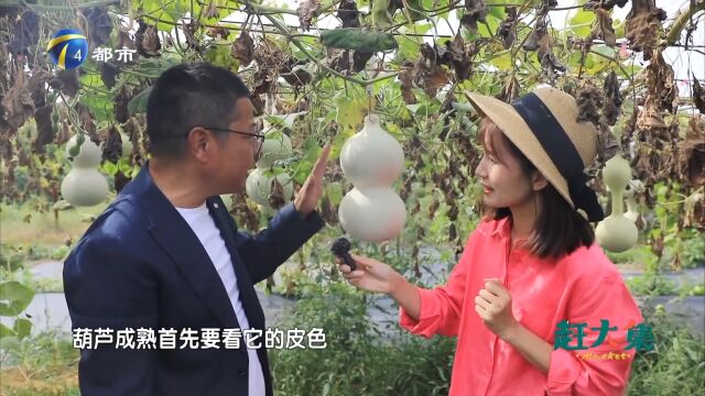 大大小小、形状各异的葫芦挂满枝头,如何判断葫芦是否熟了?