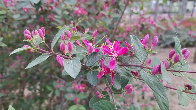 漂亮的花树